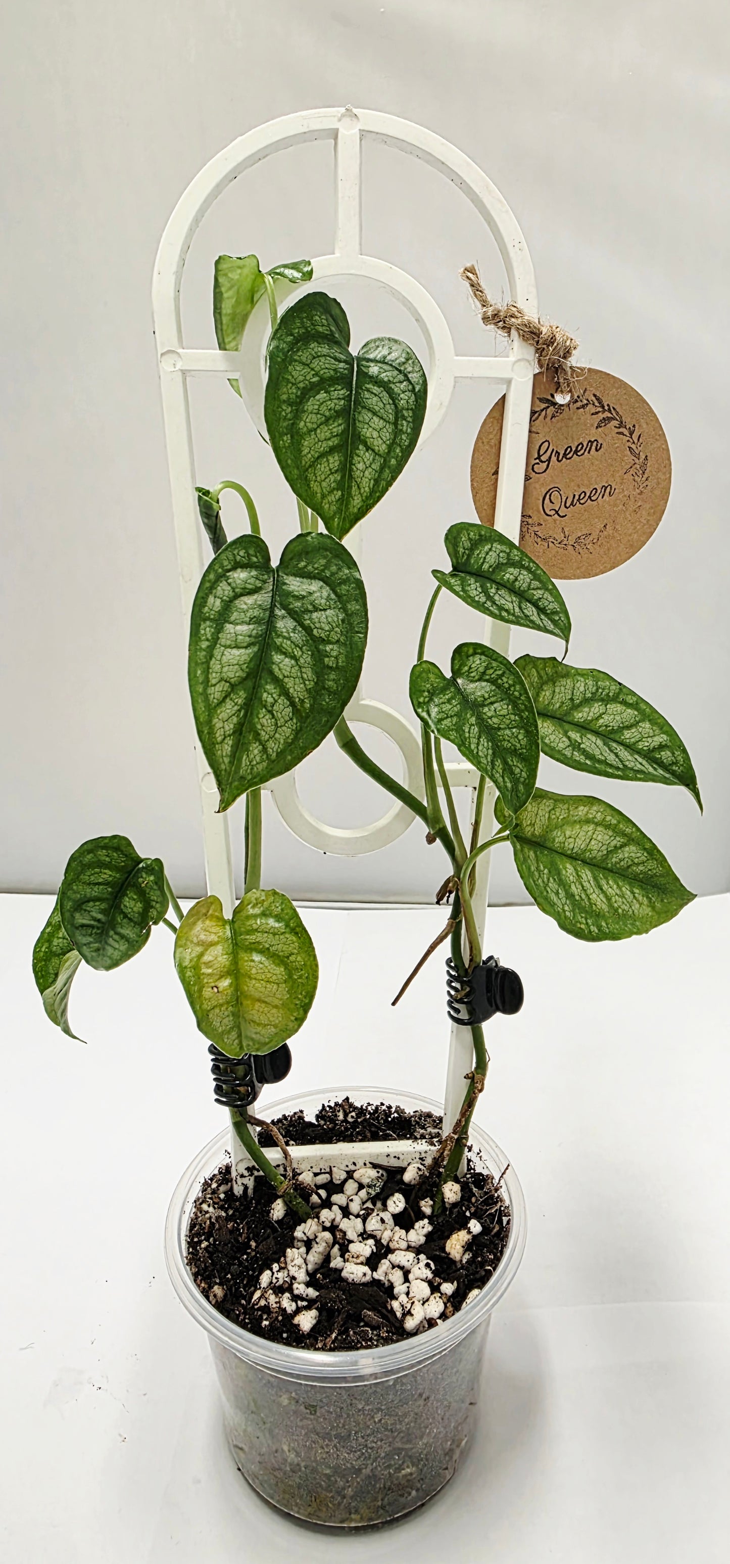 Monstera Siltepecana β Rooted Cutting