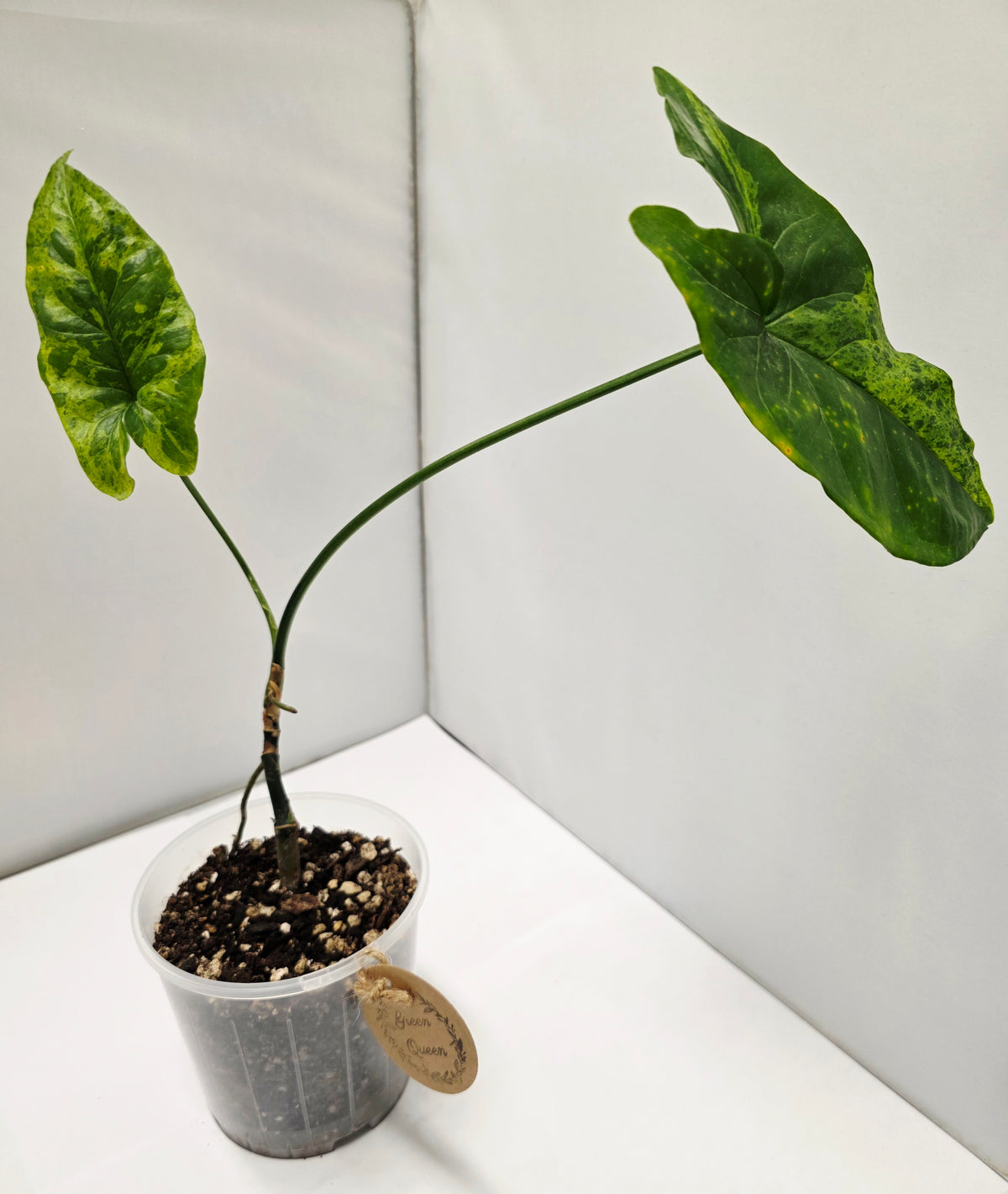 Syngonium Mojito