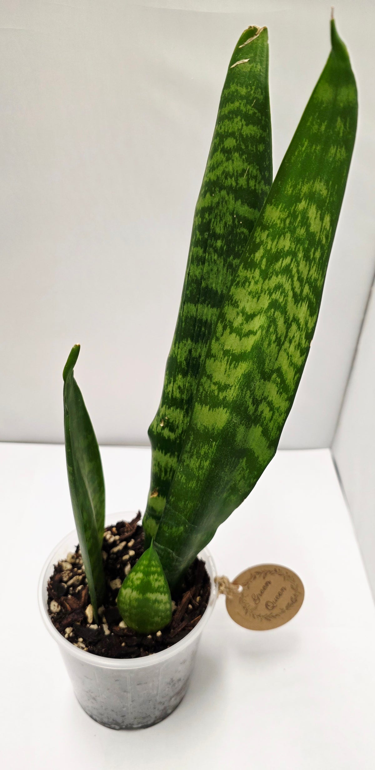 Snake Plant β Black Coral