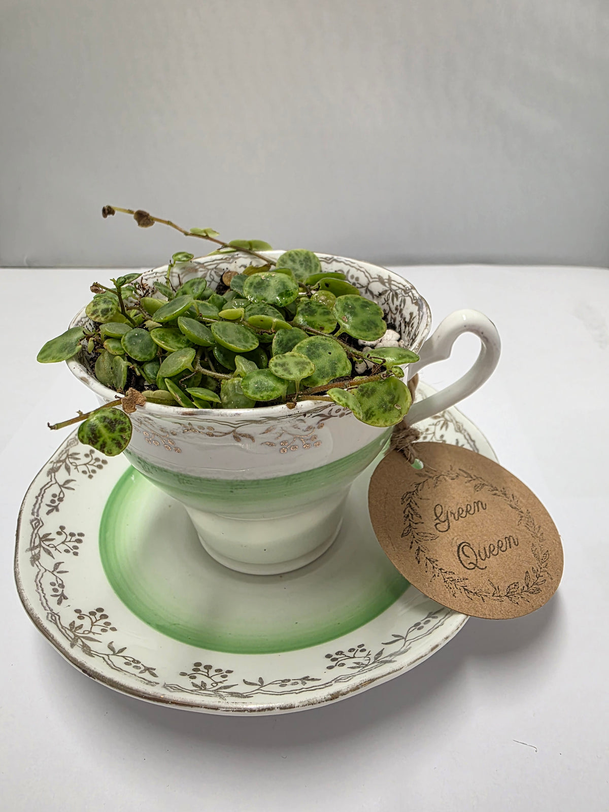 String of Turtles β Teacup & Saucer Planter