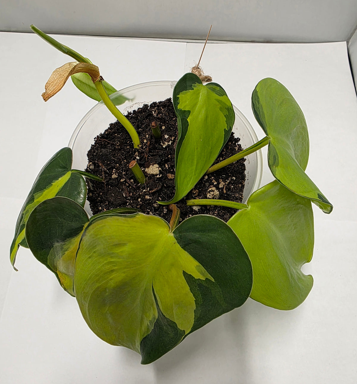 Philodendron Brasil - Rooted Cutting