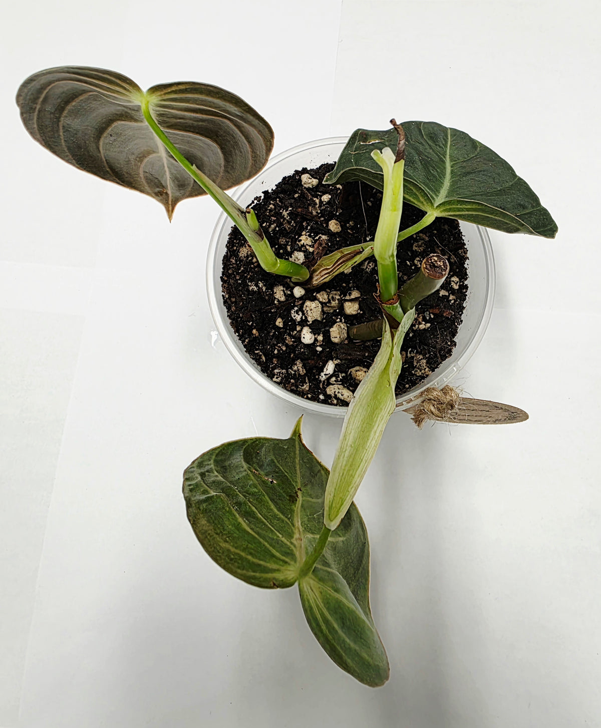 Philodendron Melano Rooted Cutting