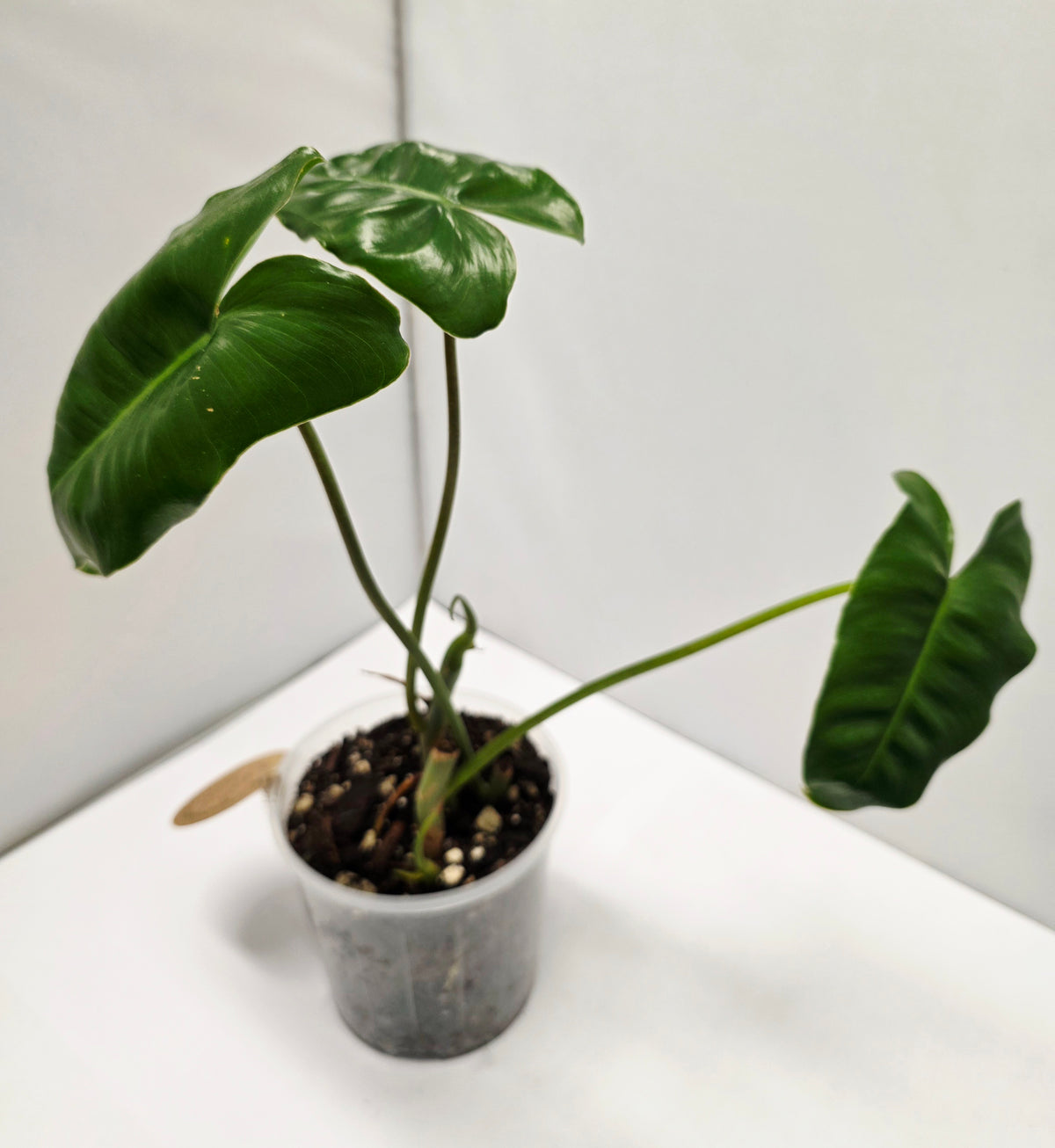 Philodendron Burle Marx - Rooted Cutting
