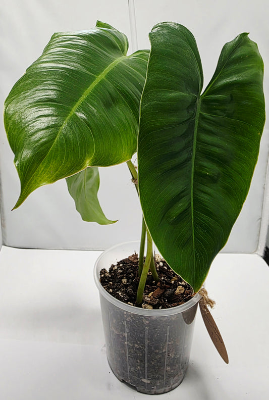 Philodendron Burle Marx - Rooted Cutting