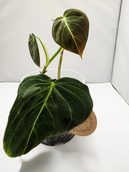 Philodendron Melano - Rooted Cutting
