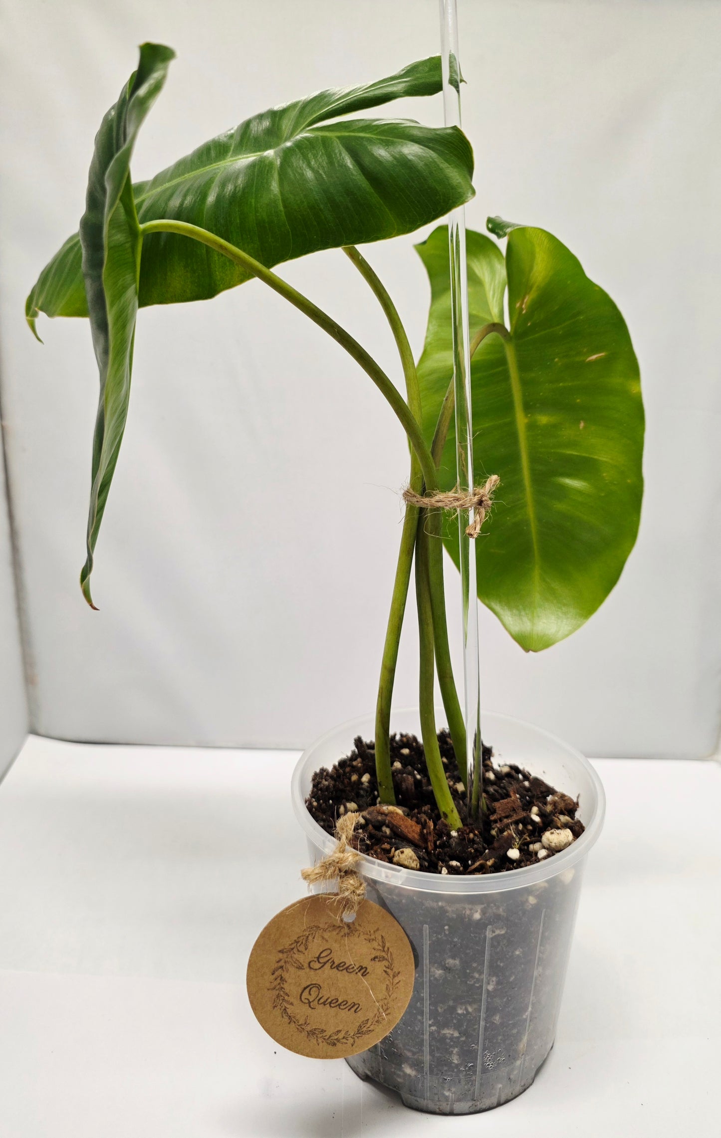 Philodendron Burle Marx - Rooted Cutting