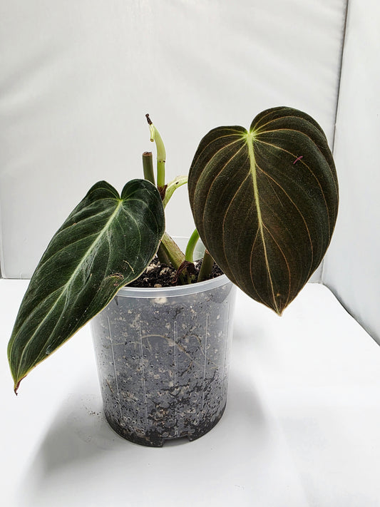 Philodendron Melano Rooted Cutting
