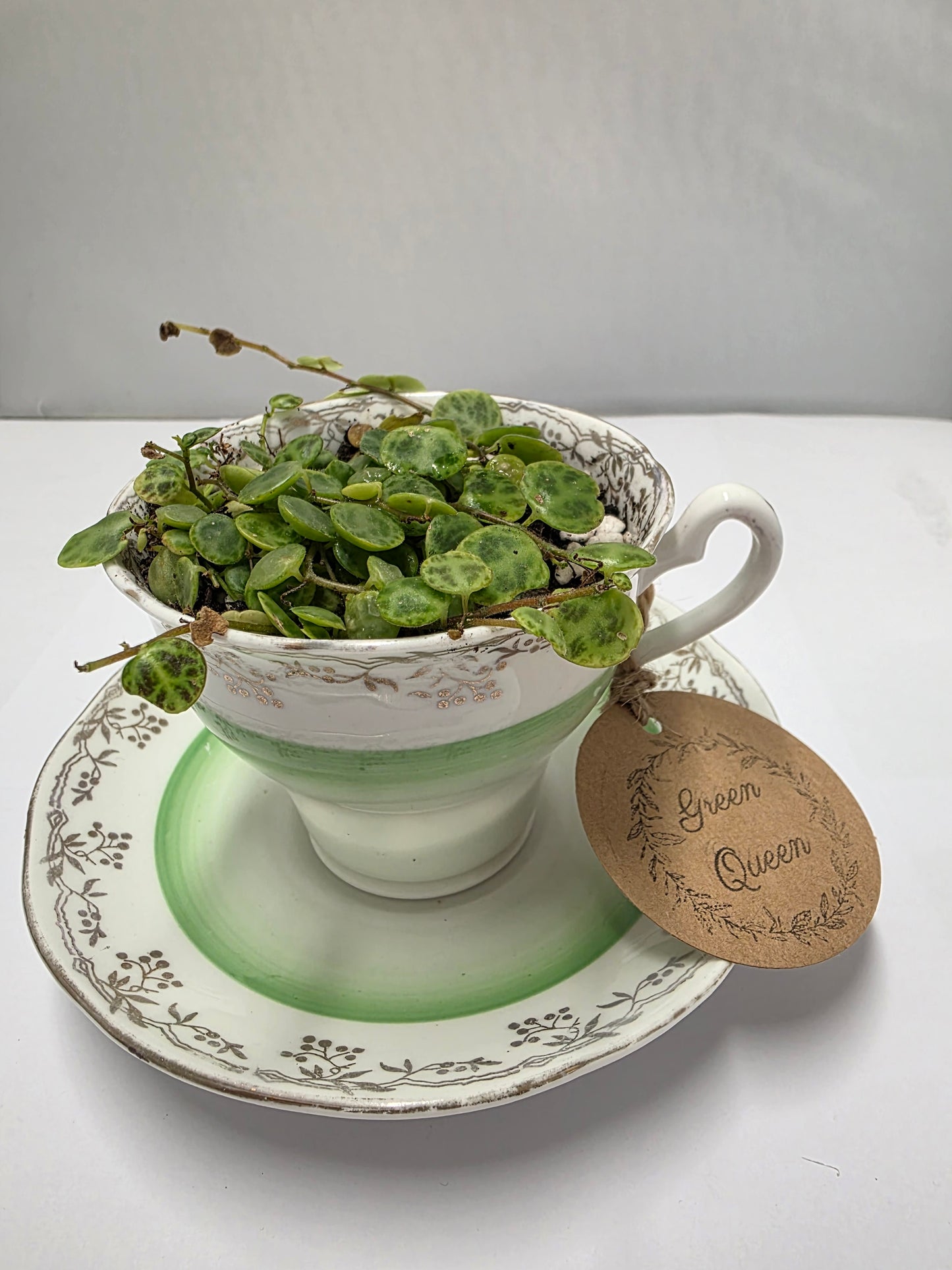 String of Turtles – Teacup & Saucer Planter