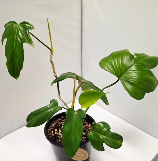 Philodendron Florida Hybrid – Squamiferum × Pedatum