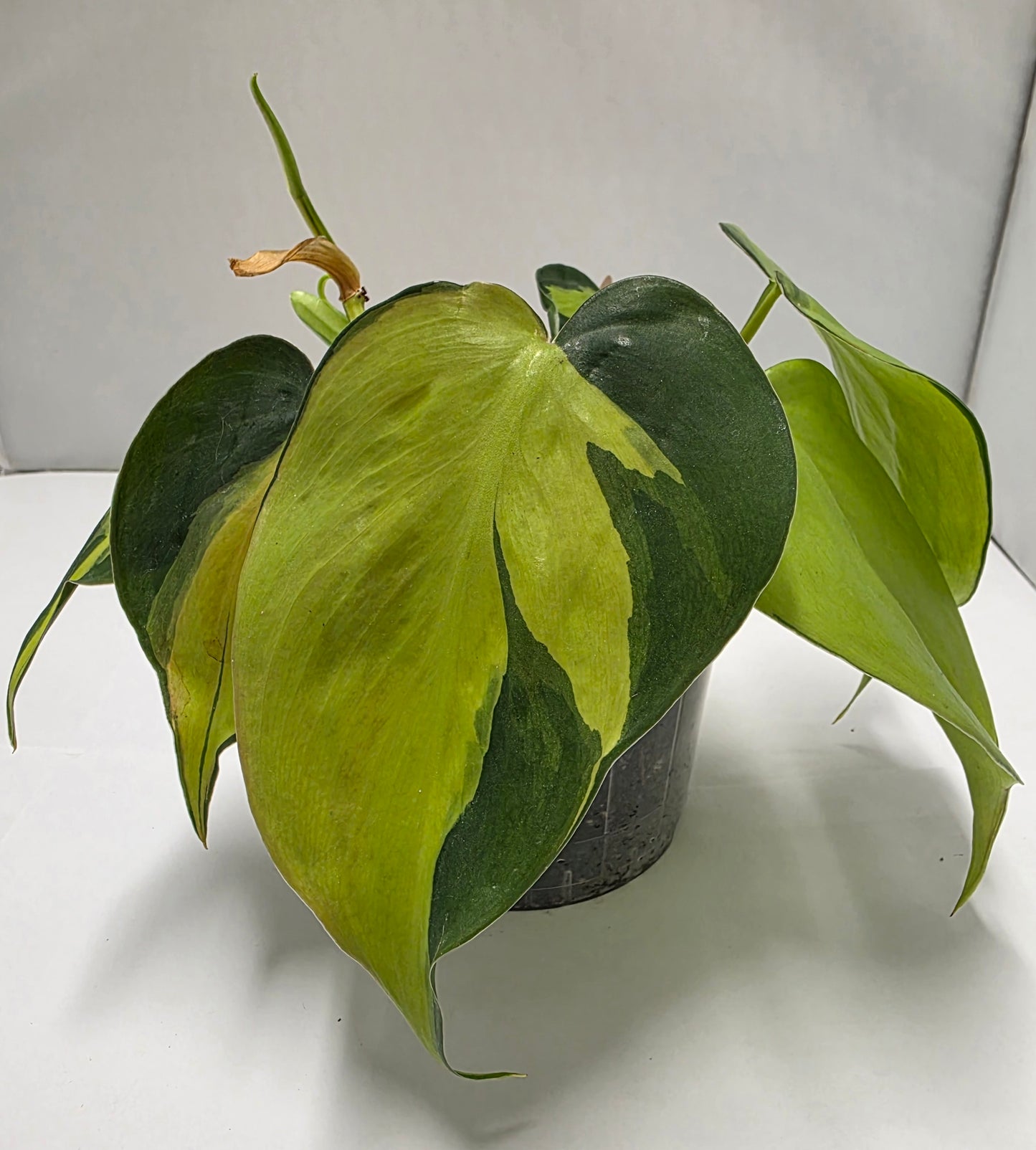 Philodendron Brasil - Rooted Cutting