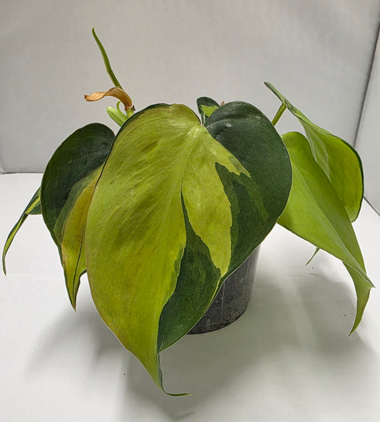 Philodendron Brasil - Rooted Cutting