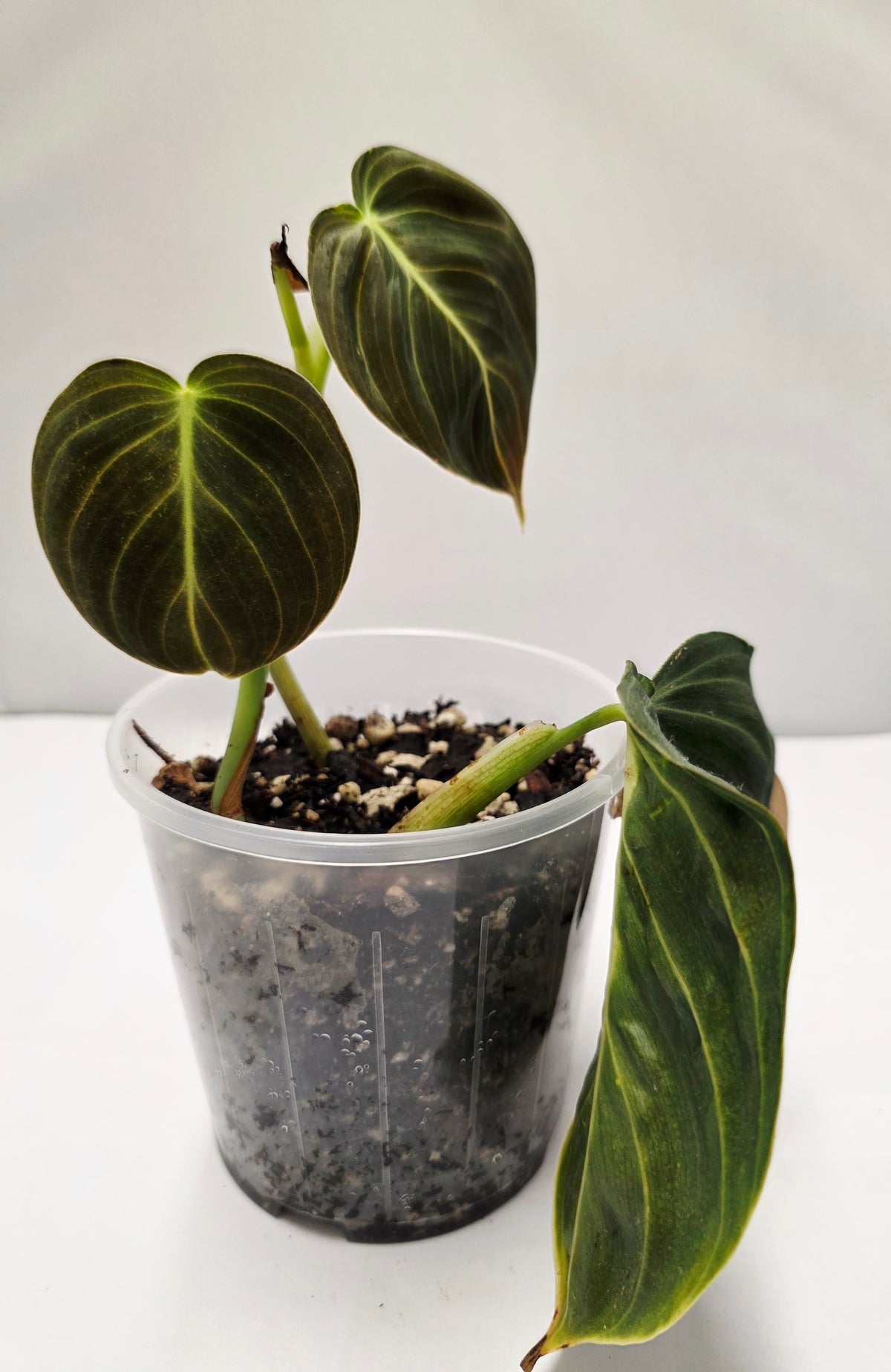 Philodendron Melano - Rooted Cutting