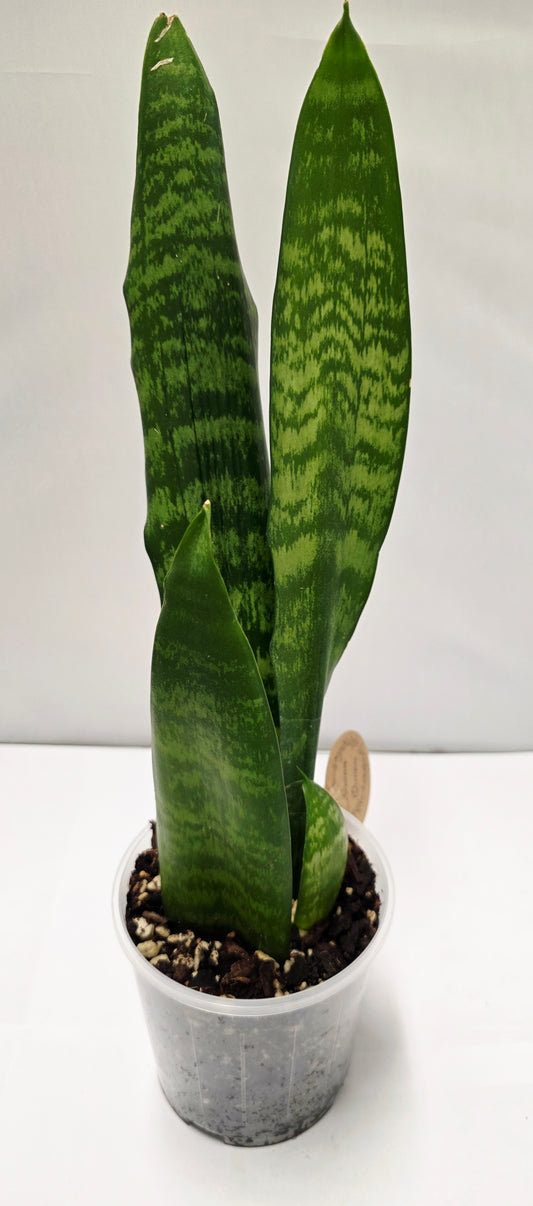 Snake Plant – Black Coral
