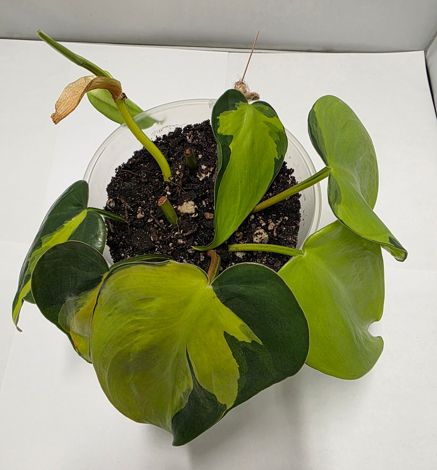 Philodendron Brasil - Rooted Cutting