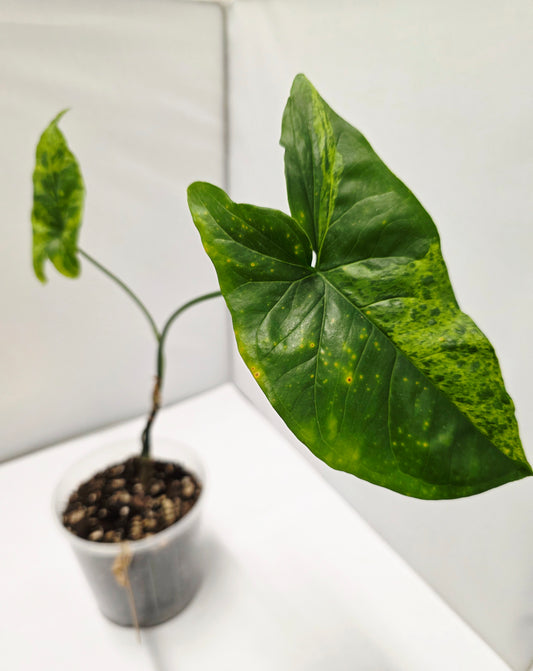 Syngonium Mojito
