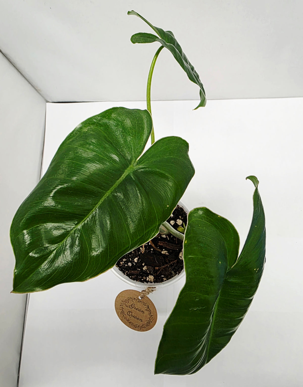 Philodendron Burle Marx - Rooted Cutting