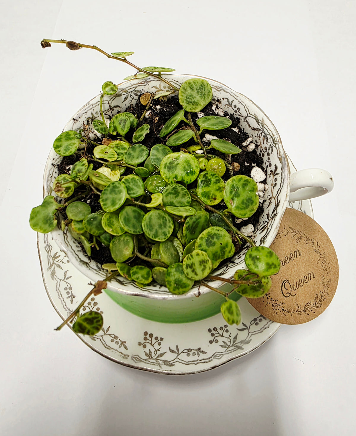 String of Turtles – Teacup & Saucer Planter