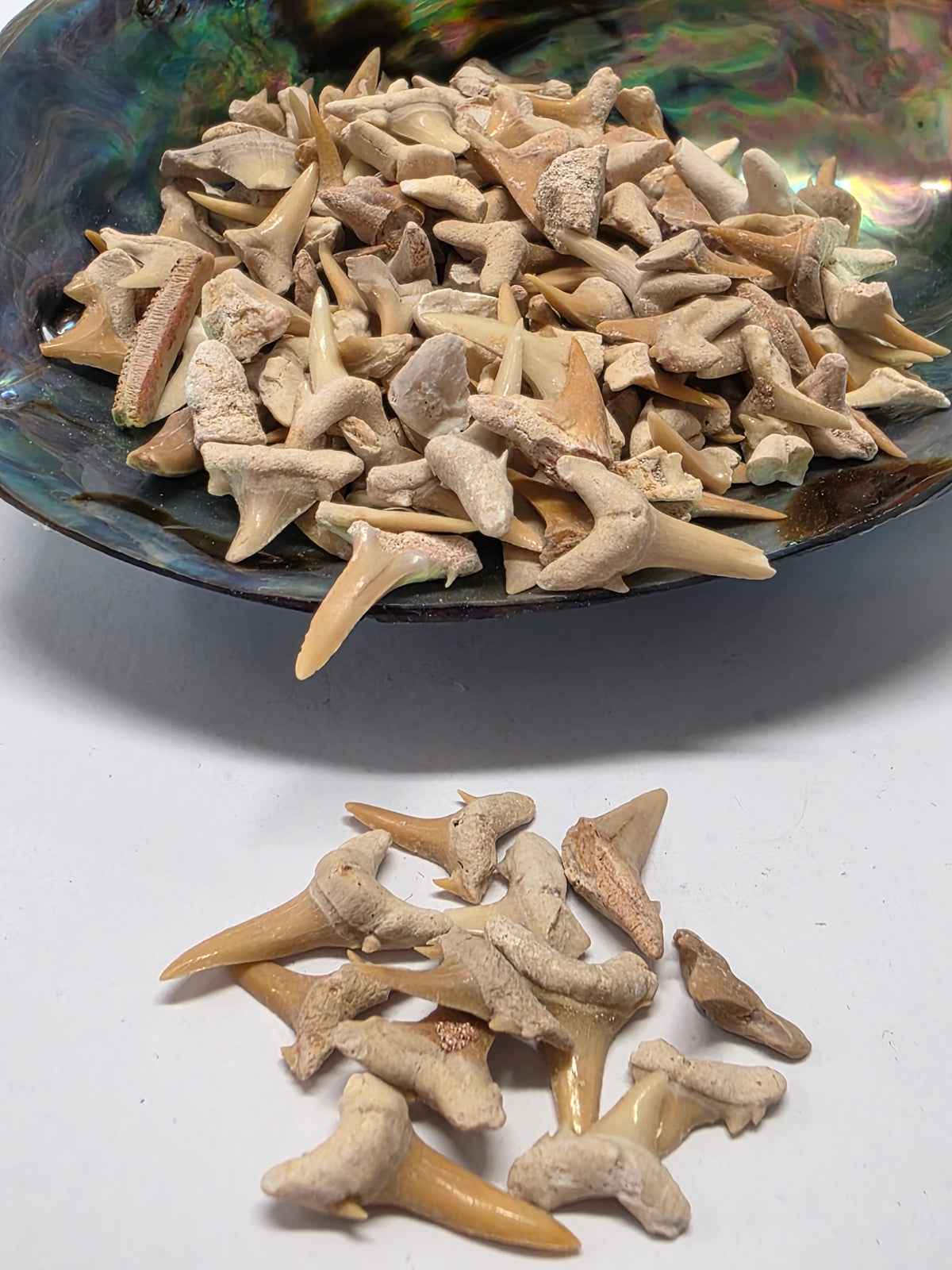 Fossilised Shark Teeth