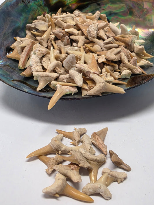 Fossilised Shark Teeth